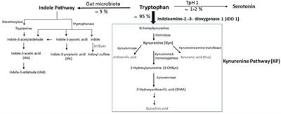 Tryptophan Dietary Impacts Gut Barrier and Metabolic Diseases